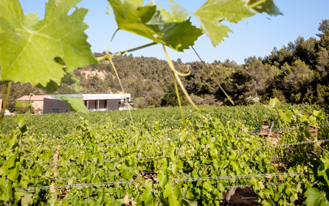 Gite vigneron Languedoc Minervois